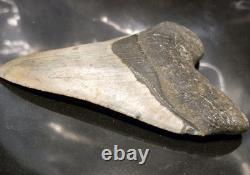 4.625 MEGALODON Shark Tooth Fossil NC Coast Find Rare Collector Grade