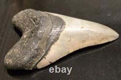 4.625 MEGALODON Shark Tooth Fossil NC Coast Find Rare Collector Grade