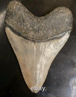 4.625 MEGALODON Shark Tooth Fossil NC Coast Find Rare Collector Grade
