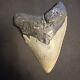 4.62 Inch Real Megalodon Shark Tooth Fossil Genuine Prehistoric Meg Teeth #0081