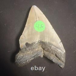 4.62 Inch Real Megalodon Shark Tooth Fossil Genuine Prehistoric Meg Teeth #0081