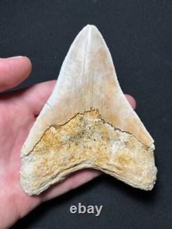 4.62 Megalodon Fossil Shark Tooth Summerville, South Carolina