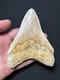 4.62 Megalodon Fossil Shark Tooth Summerville, South Carolina