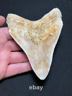 4.62 Megalodon Fossil Shark Tooth Summerville, South Carolina