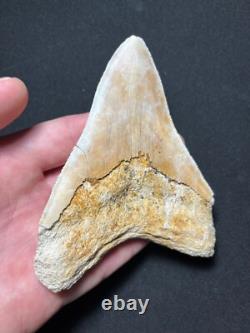 4.62 Megalodon Fossil Shark Tooth Summerville, South Carolina
