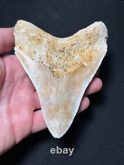 4.62 Megalodon Fossil Shark Tooth Summerville, South Carolina
