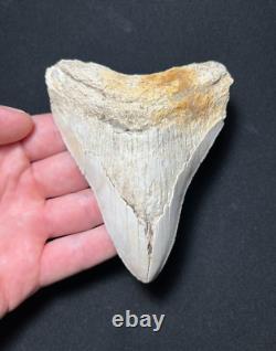 4.62 Megalodon Fossil Shark Tooth Summerville, South Carolina