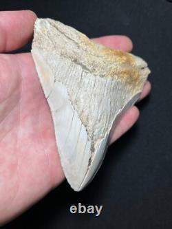 4.62 Megalodon Fossil Shark Tooth Summerville, South Carolina