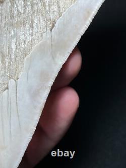 4.62 Megalodon Fossil Shark Tooth Summerville, South Carolina