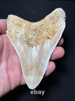 4.62 Megalodon Fossil Shark Tooth Summerville, South Carolina