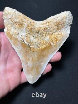 4.62 Megalodon Fossil Shark Tooth Summerville, South Carolina