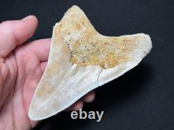 4.62 Megalodon Fossil Shark Tooth Summerville, South Carolina