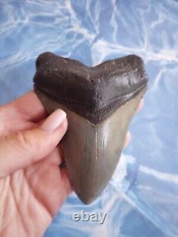 4.65 Megalodon Tooth Serrated Extinct Fossil Shark teeth No Restoration A027