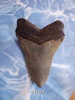 4.65 Megalodon Tooth Serrated Extinct Fossil Shark teeth No Restoration A027