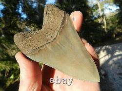 4. 66 Georgia Green Megalodon Glass Shark Tooth Serration Bourlette NO REPAIR