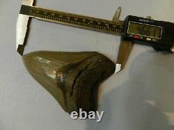 4. 66 Georgia Green Megalodon Glass Shark Tooth Serration Bourlette NO REPAIR