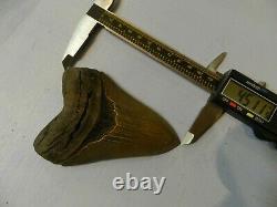 4. 66 Georgia Green Megalodon Glass Shark Tooth Serration Bourlette NO REPAIR