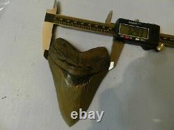 4. 66 Georgia Green Megalodon Glass Shark Tooth Serration Bourlette NO REPAIR