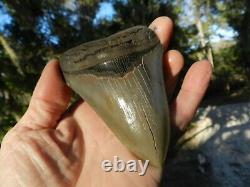 4. 66 Georgia Green Megalodon Glass Shark Tooth Serration Bourlette NO REPAIR