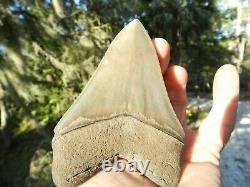 4. 66 Georgia Green Megalodon Glass Shark Tooth Serration Bourlette NO REPAIR