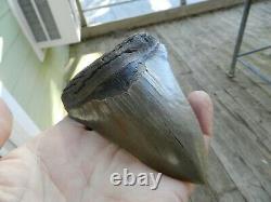 4. 66 Georgia Green Megalodon Glass Shark Tooth Serration Bourlette NO REPAIR