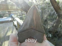 4. 66 Georgia Green Megalodon Glass Shark Tooth Serration Bourlette NO REPAIR