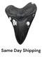4.66 Inch Real Megalodon Black Shark Tooth Fossil Genuine Relic Huge Meg