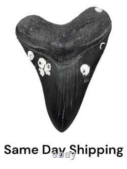 4.66 Inch Real Megalodon Black Shark Tooth Fossil Genuine Relic Huge Meg