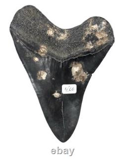 4.66 Inch Real Megalodon Black Shark Tooth Fossil Genuine Relic Huge Meg