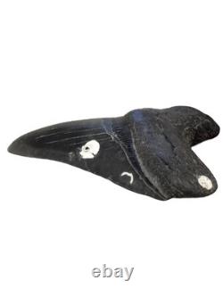 4.66 Inch Real Megalodon Black Shark Tooth Fossil Genuine Relic Huge Meg