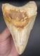 4.69 Serrated Indonesian Megalodon Shark Tooth Real Shark Teeth Fossils