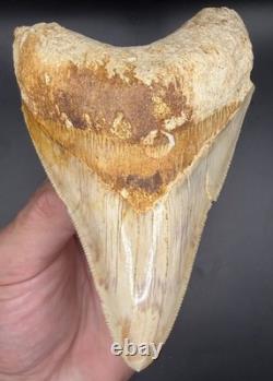 4.69 Serrated Indonesian Megalodon Shark Tooth Real Shark Teeth Fossils