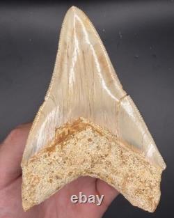 4.69 Serrated Indonesian Megalodon Shark Tooth Real Shark Teeth Fossils