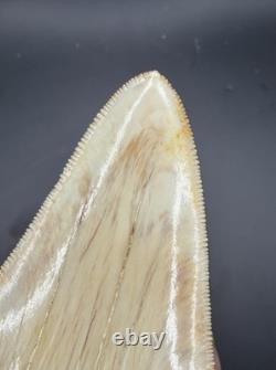 4.69 Serrated Indonesian Megalodon Shark Tooth Real Shark Teeth Fossils