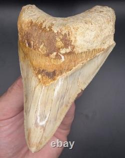 4.69 Serrated Indonesian Megalodon Shark Tooth Real Shark Teeth Fossils