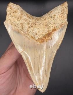 4.69 Serrated Indonesian Megalodon Shark Tooth Real Shark Teeth Fossils