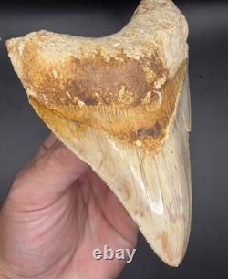 4.69 Serrated Indonesian Megalodon Shark Tooth Real Shark Teeth Fossils