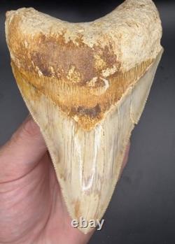 4.69 Serrated Indonesian Megalodon Shark Tooth Real Shark Teeth Fossils