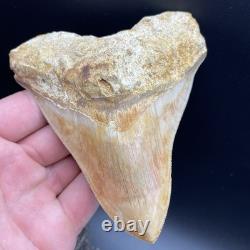 4.6 Megalodon Shark Tooth Indonesia (possible Repair)