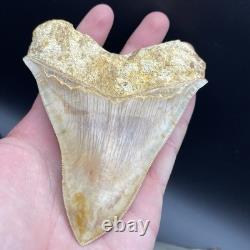 4.6 Megalodon Shark Tooth Indonesia (possible Repair)