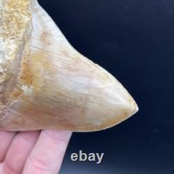 4.6 Megalodon Shark Tooth Indonesia (possible Repair)