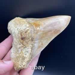 4.6 Megalodon Shark Tooth Indonesia (possible Repair)