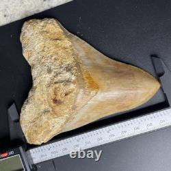 4.6 Megalodon Shark Tooth Indonesia (possible Repair)