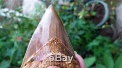 4.70 Megalodon Tooth 100% Natural