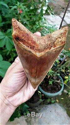 4.70 Megalodon Tooth 100% Natural