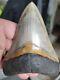 4.72 Large Megalodon Shark Tooth Fossil Shark Teeth Indonesian