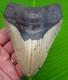 4.72 Megalodon Shark Tooth Real Fossil Sharks Teeth No Restoration