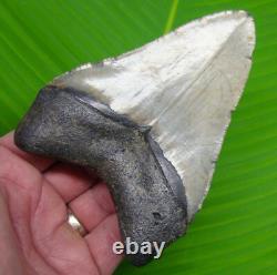 4.72 MEGALODON Shark TOOTH Real Fossil Sharks Teeth No Restoration