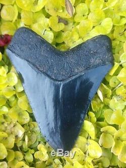 4.74 Inch Just gorgeous Megalodon Shark Tooth Fossil. Extremely Glossy