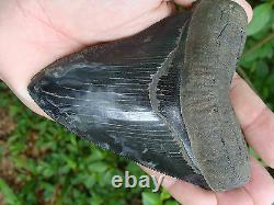 4.74inch megalodon shark tooth teeth fossil mako scuba great white monster mako